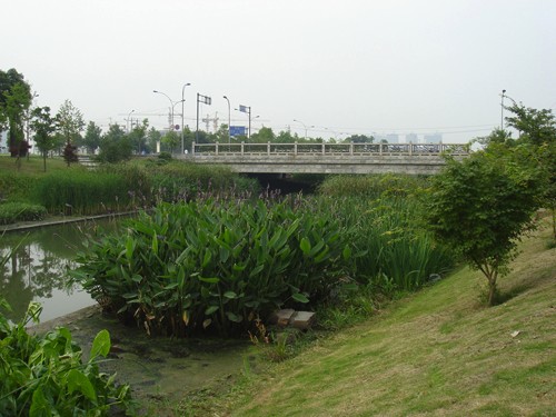 长春市苗木培育基地，实操经验分享